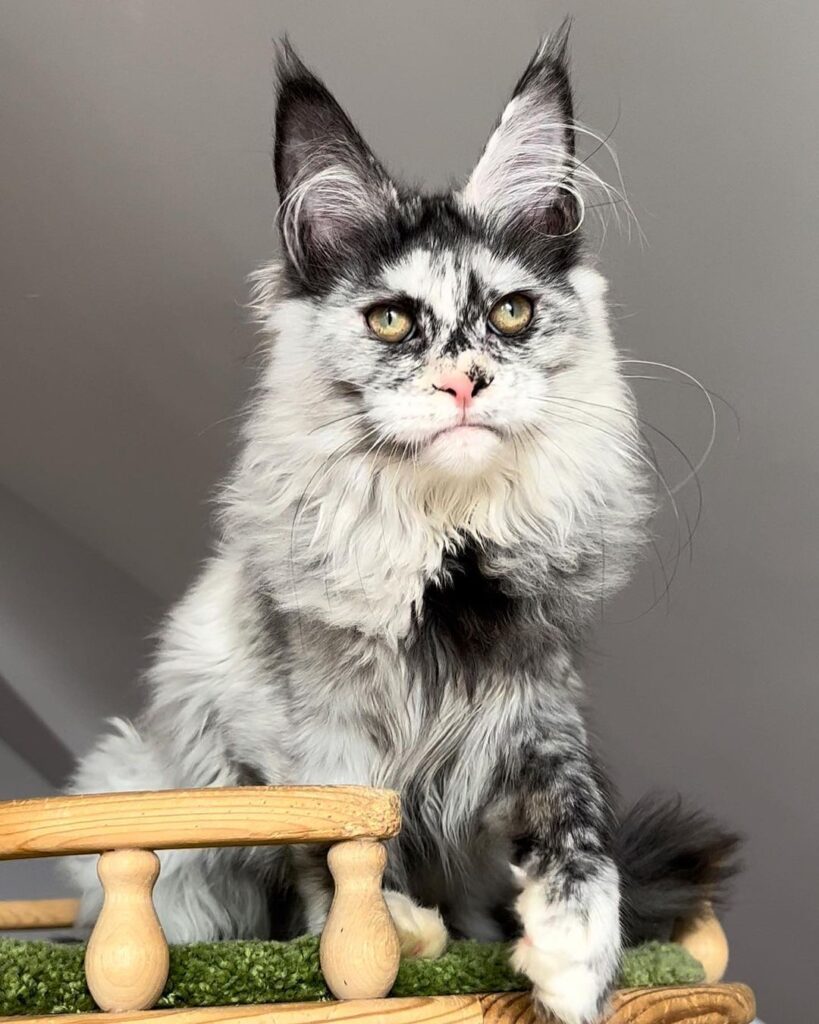 Main Coon Kittens – kitten farm